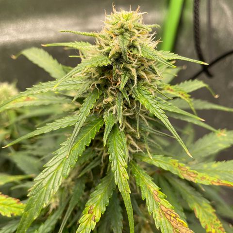 Auto Orange Bud - Grow 1 growlog timeline photo