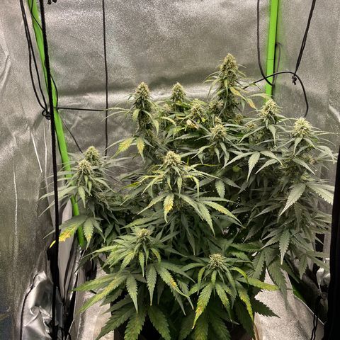 Auto Orange Bud - Grow 1 growlog timeline photo