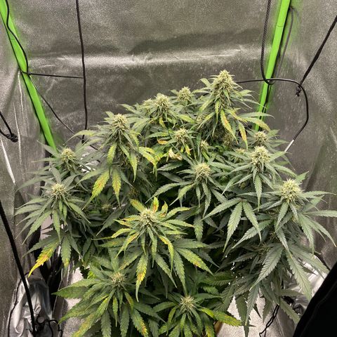 Auto Orange Bud - Grow 1 growlog timeline photo
