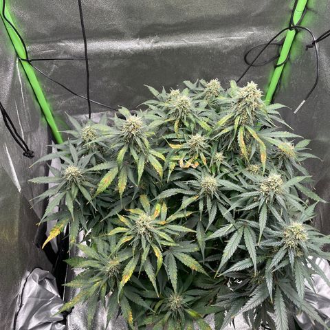 Auto Orange Bud - Grow 1 growlog timeline photo