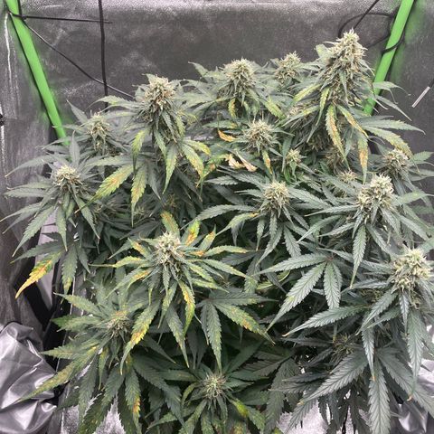 Auto Orange Bud - Grow 1 growlog timeline photo