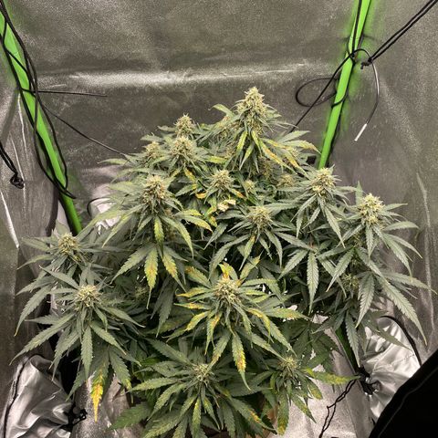 Auto Orange Bud - Grow 1 growlog timeline photo