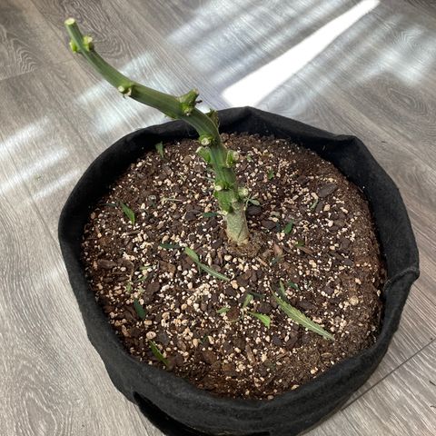 Auto Orange Bud - Grow 1 growlog timeline photo