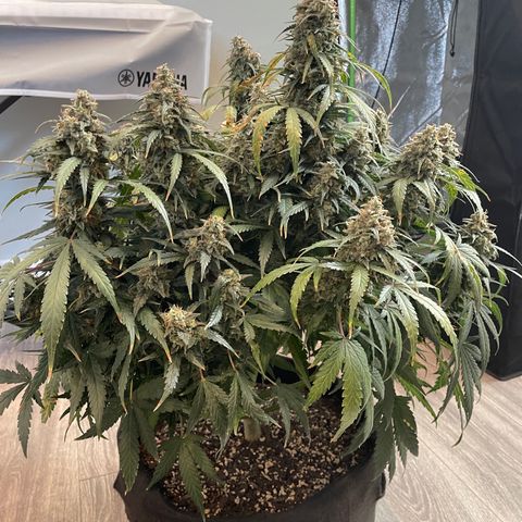 Auto Orange Bud - Grow 1 growlog timeline photo