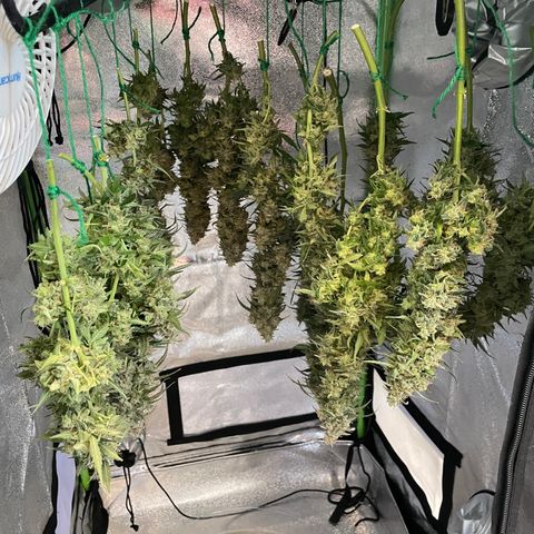 Auto Orange Bud - Grow 1 growlog timeline photo