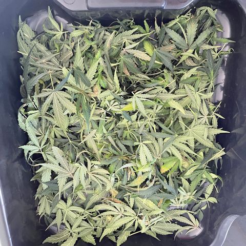 Auto Orange Bud - Grow 1 growlog timeline photo