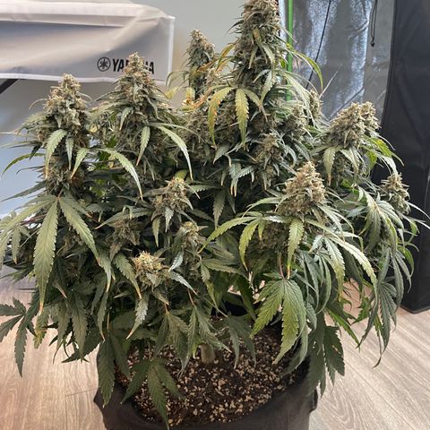 Auto Orange Bud - Grow 1 growlog timeline photo