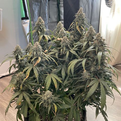 Auto Orange Bud - Grow 1 growlog timeline photo