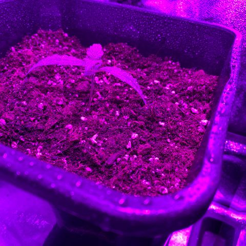 Double cookies #1 growlog timeline photo