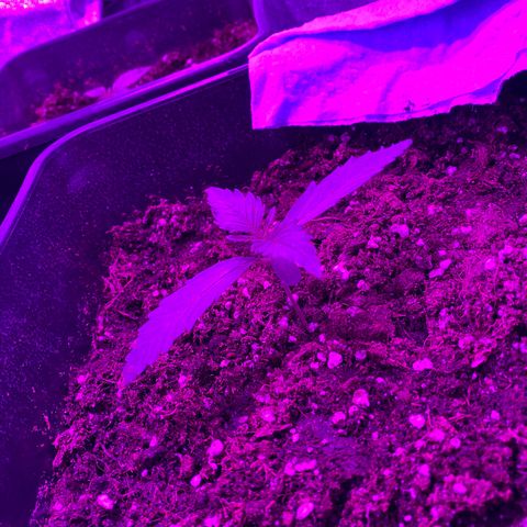 Double cookies #1 growlog timeline photo