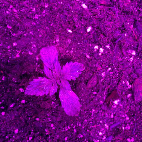 Orange Blossom xxl growlog photo: Mi favorita👀🤫🤫😻😻