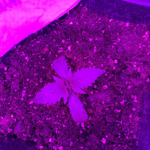 Double cookies #1 growlog photo: Me encanta xq las 3 se le distingue su originalidad🥰🥰😍