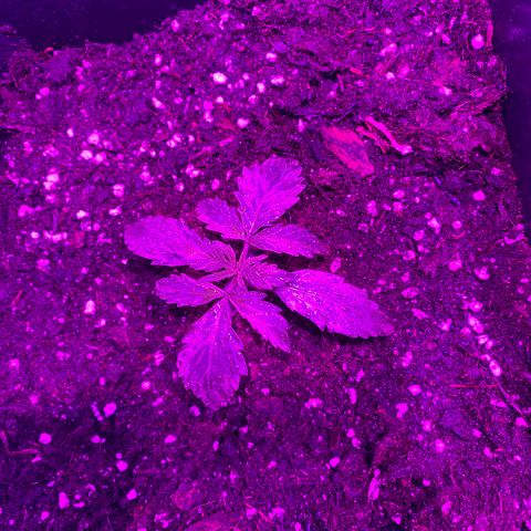 Orange Blossom xxl growlog timeline photo