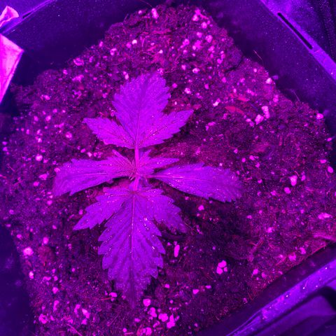 Double cookies #1 growlog timeline photo