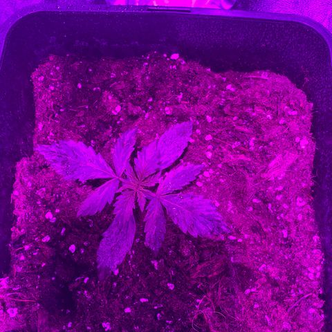 Orange Blossom xxl growlog timeline photo