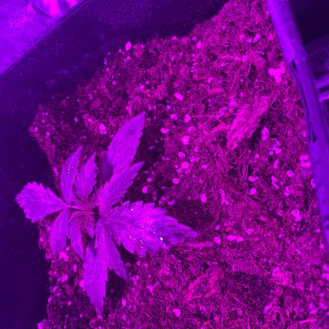 Orange Blossom xxl growlog timeline photo