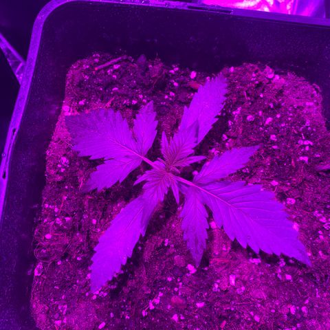 Double cookies #1 growlog timeline photo