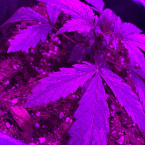 Orange Blossom xxl growlog timeline photo