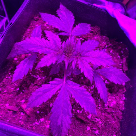 Orange Blossom xxl growlog timeline photo
