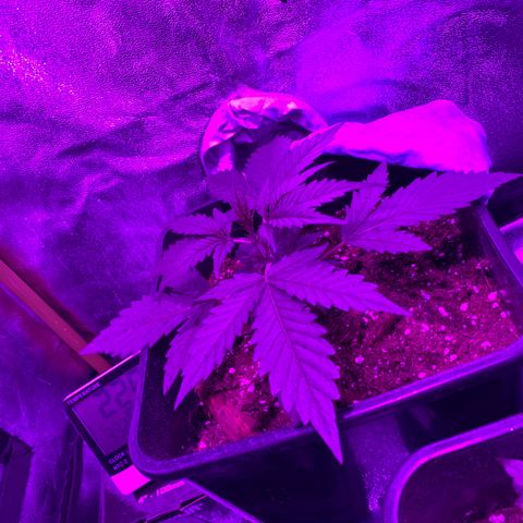 Double cookies #1 growlog timeline photo