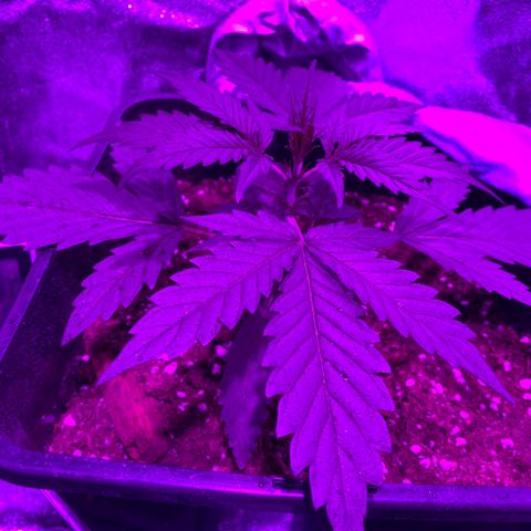 Double cookies #1 growlog timeline photo