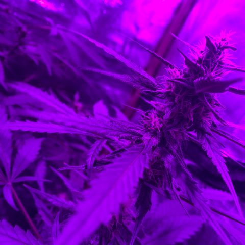 Double cookies #1 growlog timeline photo