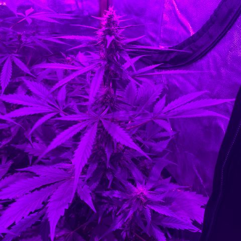 Double cookies #1 growlog timeline photo