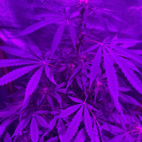 Orange Blossom xxl growlog timeline photo