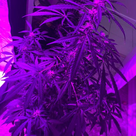 Orange Blossom xxl growlog timeline photo
