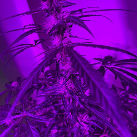 Orange Blossom xxl growlog timeline photo