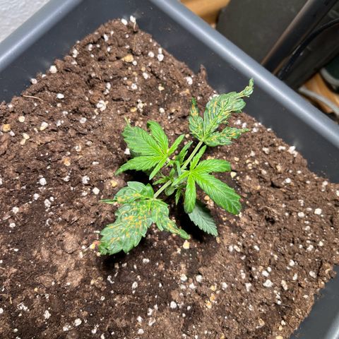 Zenek  growlog timeline photo