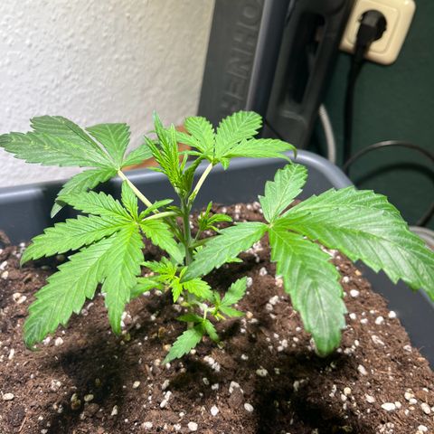 Zenek  growlog timeline photo