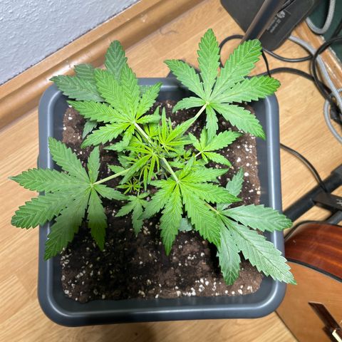 Zenek  growlog timeline photo