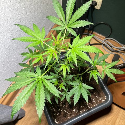 Zenek  growlog timeline photo