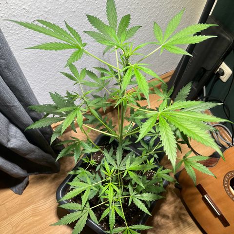 Zenek  growlog timeline photo