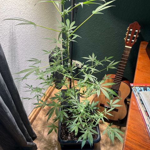 Zenek  growlog timeline photo
