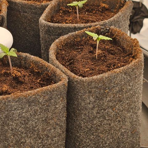 Passion Fruit / Royal Skywalker  growlog timeline photo