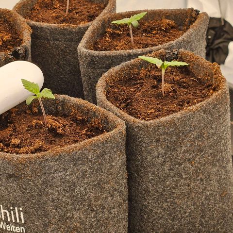 Passion Fruit / Royal Skywalker  growlog timeline photo
