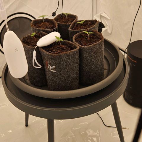 Passion Fruit / Royal Skywalker  growlog timeline photo