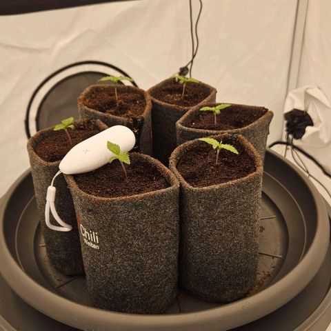 Passion Fruit / Royal Skywalker  growlog timeline photo