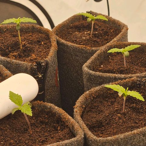 Passion Fruit / Royal Skywalker  growlog timeline photo
