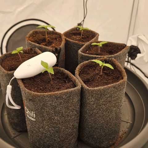 Passion Fruit / Royal Skywalker  growlog timeline photo