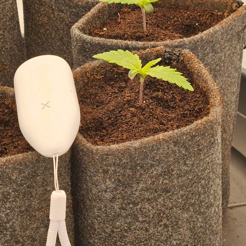 Passion Fruit / Royal Skywalker  growlog timeline photo