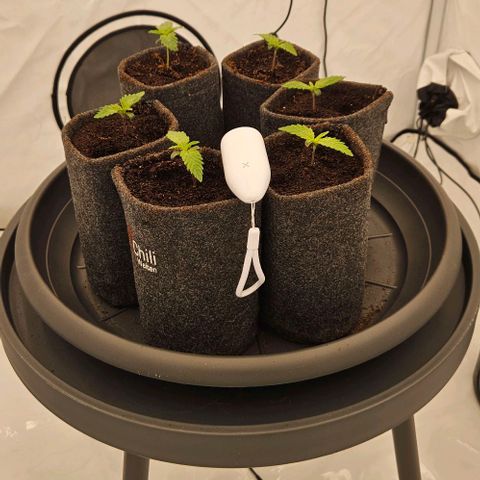 Passion Fruit / Royal Skywalker  growlog timeline photo
