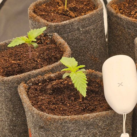Passion Fruit / Royal Skywalker  growlog timeline photo