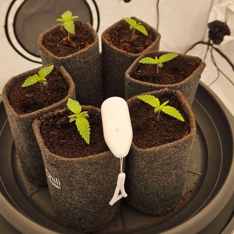 Passion Fruit / Royal Skywalker  growlog timeline photo