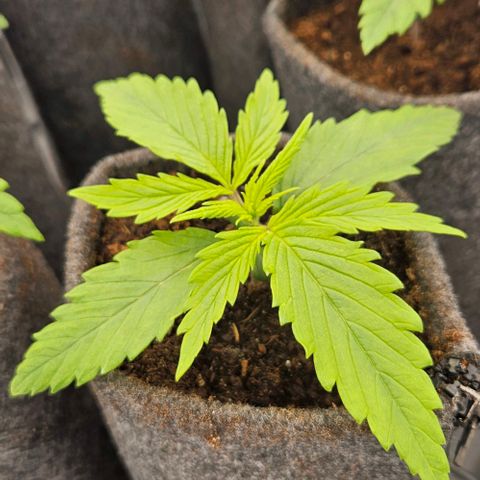 Passion Fruit / Royal Skywalker  growlog timeline photo