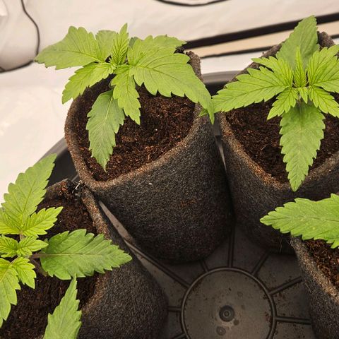 Passion Fruit / Royal Skywalker  growlog timeline photo