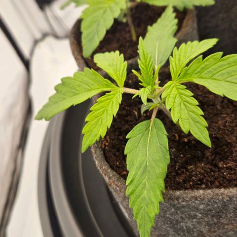 Passion Fruit / Royal Skywalker  growlog timeline photo