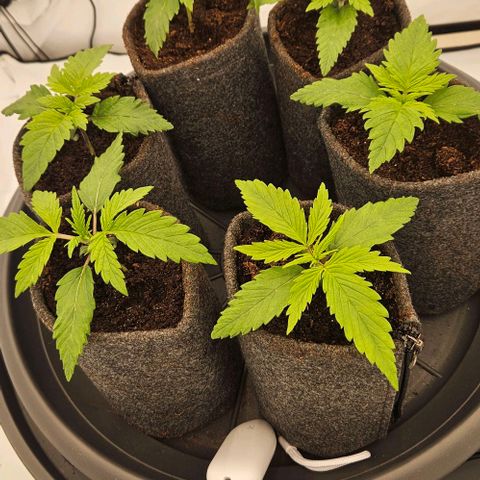 Passion Fruit / Royal Skywalker  growlog timeline photo